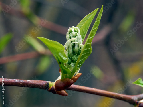 Blossoming Bud of a tree like an old man. All this without editing in the graphical editor.
