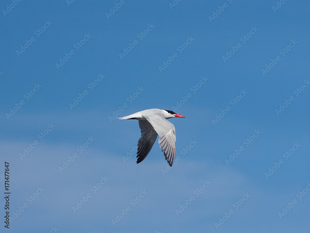 Caspian tern, Hydroprogne or Sterna caspia, flight against blue sky, selective focus, shallow DOF Caspian tern, Hydroprogne or Sterna caspia, flight against blue sky, selective focus, shallow DOF