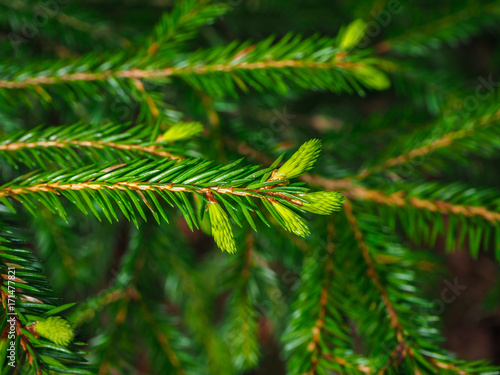 Spring growth on a spruce tree AKA Kuusenkerkkä.. The new growths are very tasty and full of vitamin C. In Finland, people commonly eat them in salads and some even preserve them for the winter. 