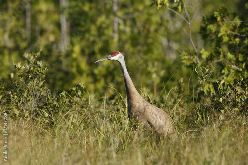 Sanhill Crane photo