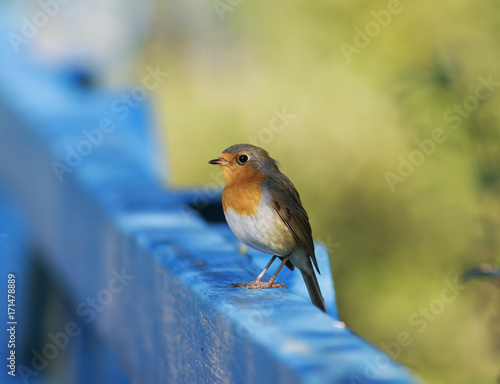 orange bird Robin sitting on a blue wooden fence on a Sunny day