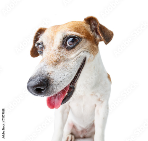 confident dog muzzle staring to you! Smiling happy Jack Russell terrier. White background