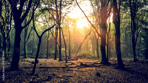 Sun Shining Through Trees In Forest © rosstek
