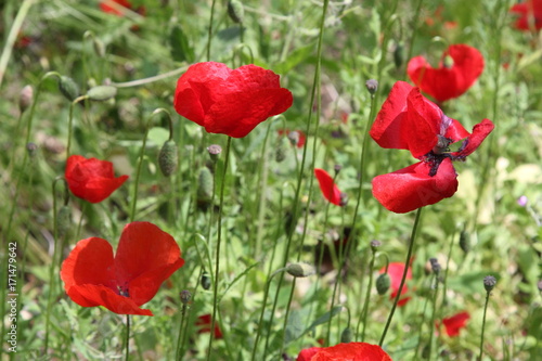 Spring Flowers in Greece  year 2017