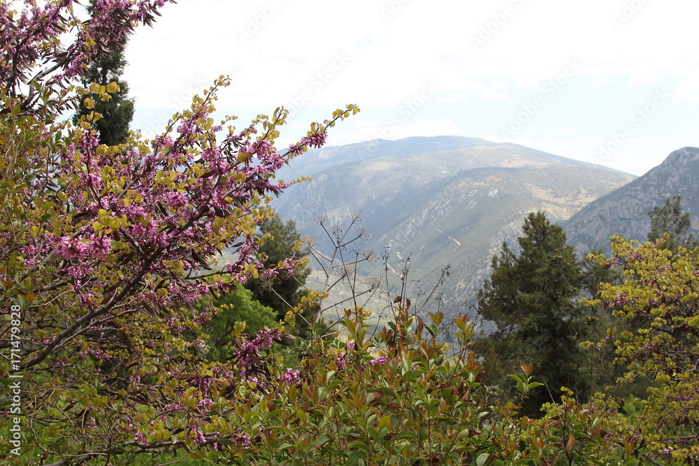 Spring Flowers in Greece, year 2017 Spring Flowers in Greece, year 2017