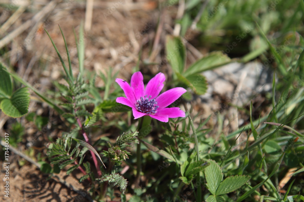 Spring Flowers in Greece, year 2017