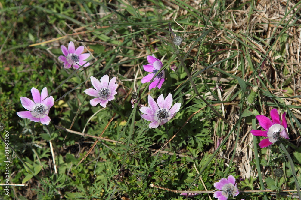 Fototapeta premium Spring Flowers in Greece, year 2017