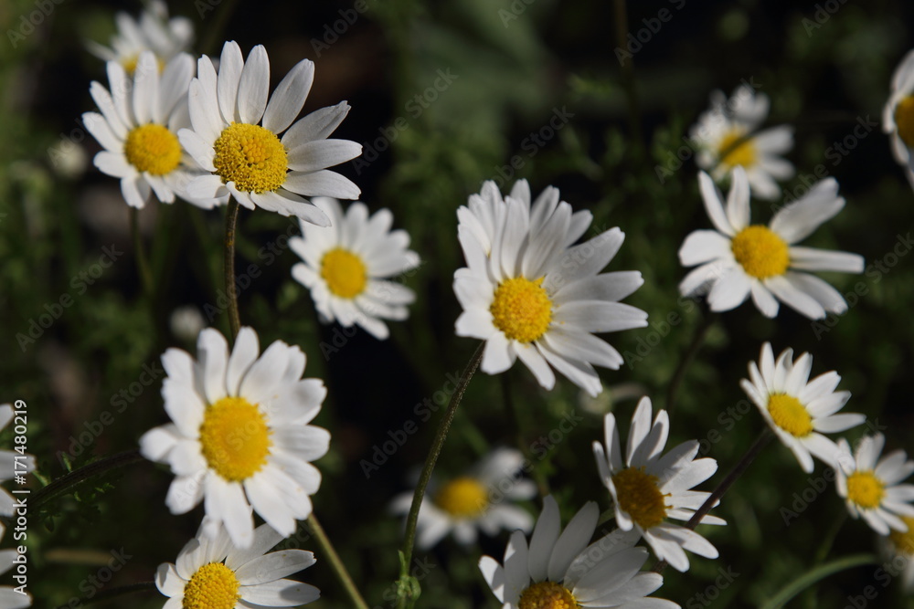 Fototapeta premium Spring Flowers in Greece, year 2017