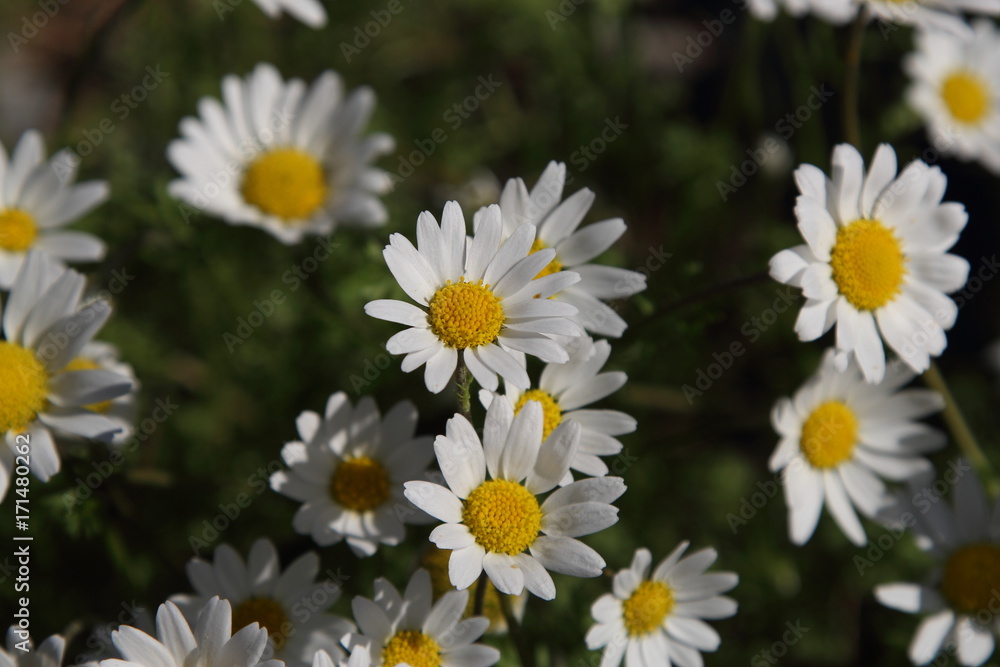 Fototapeta premium Spring Flowers in Greece, year 2017