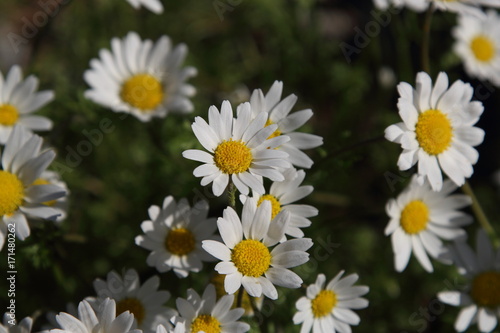 Spring Flowers in Greece  year 2017