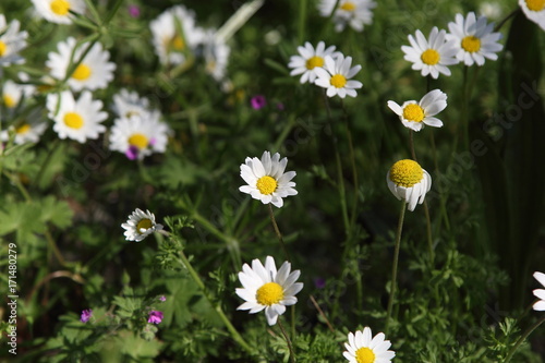 Spring Flowers in Greece, year 2017