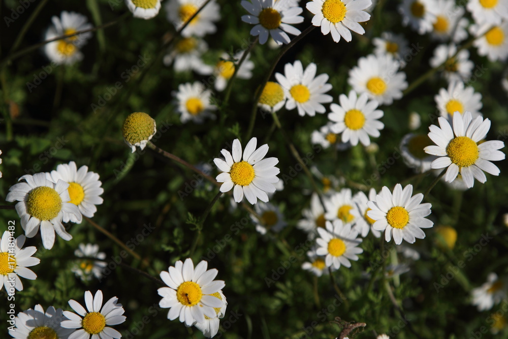 Fototapeta premium Spring Flowers in Greece, year 2017