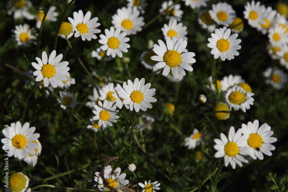 Spring Flowers in Greece, year 2017 Spring Flowers in Greece, year 2017