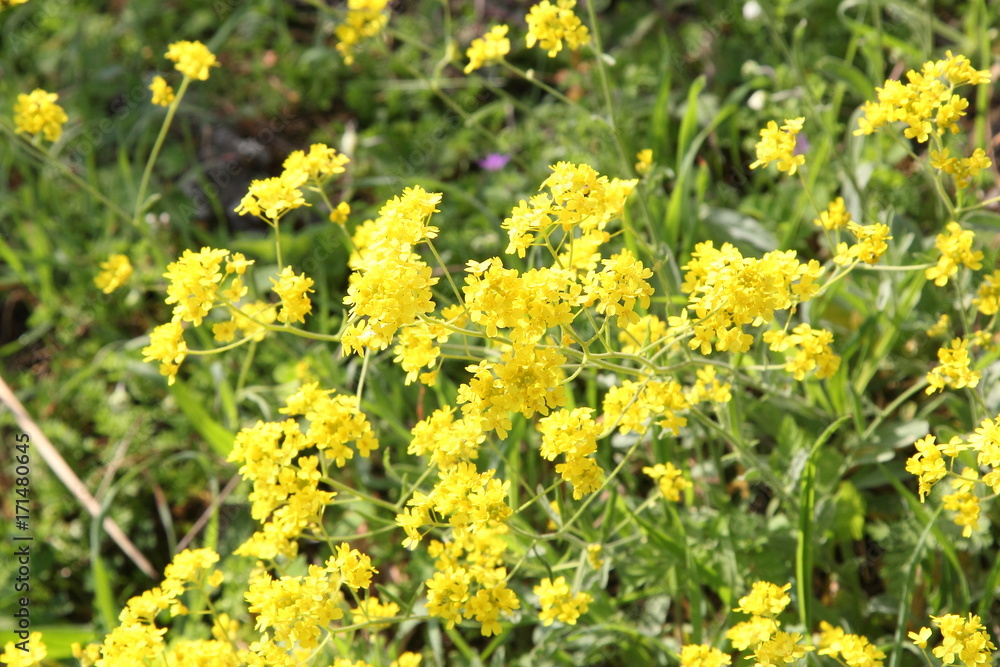 Spring Flowers in Greece, year 2017 Spring Flowers in Greece, year 2017