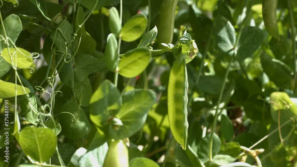 Growing green peas in the shell.
Growing green peas in the shell in rays of light close up. Vertical ( from bottom to top ) pan.