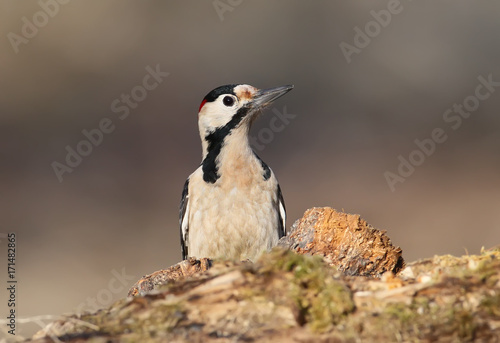 Close up portrait of male syrian woodpecker in soft morning light.
