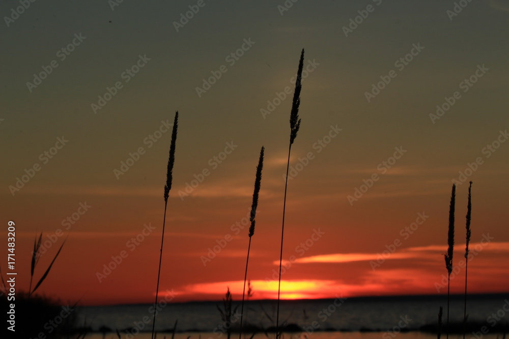 grass at sunset