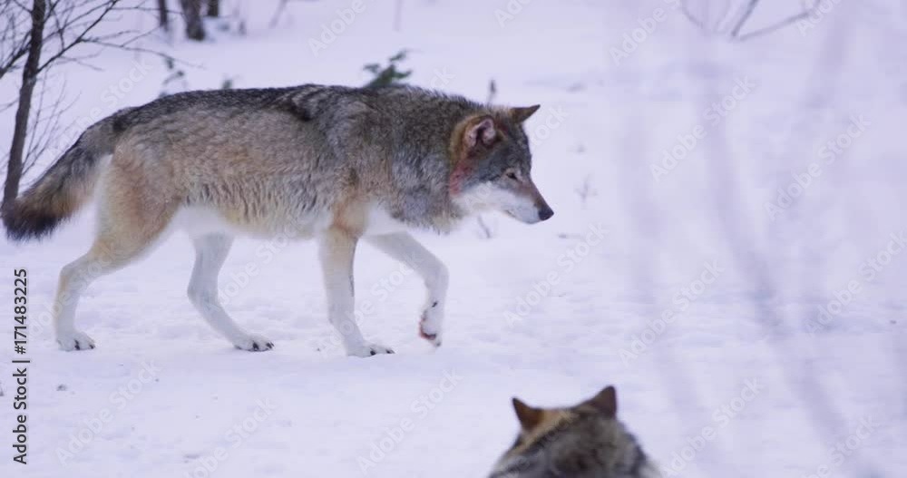 Magnificent wolf at a distance in winter forest Magnificent wolf at a distance in winter forest