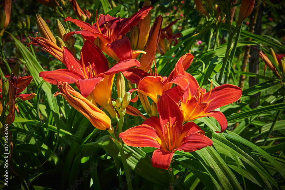 Flowers and buds of red yellow lilies (Latin Lilium) under natural sunlight Flowers and buds of red yellow lilies (Latin Lilium) under natural sunlight