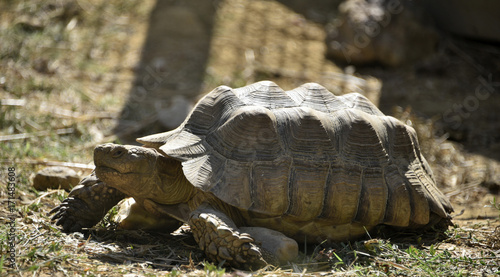 Tortue géante photo