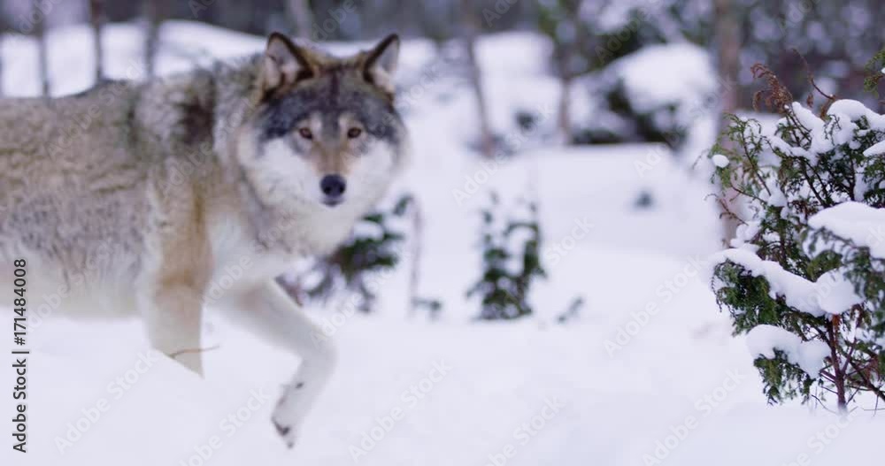 Magnificent wolf at a distance in beautiful winter forest Stock Video ...