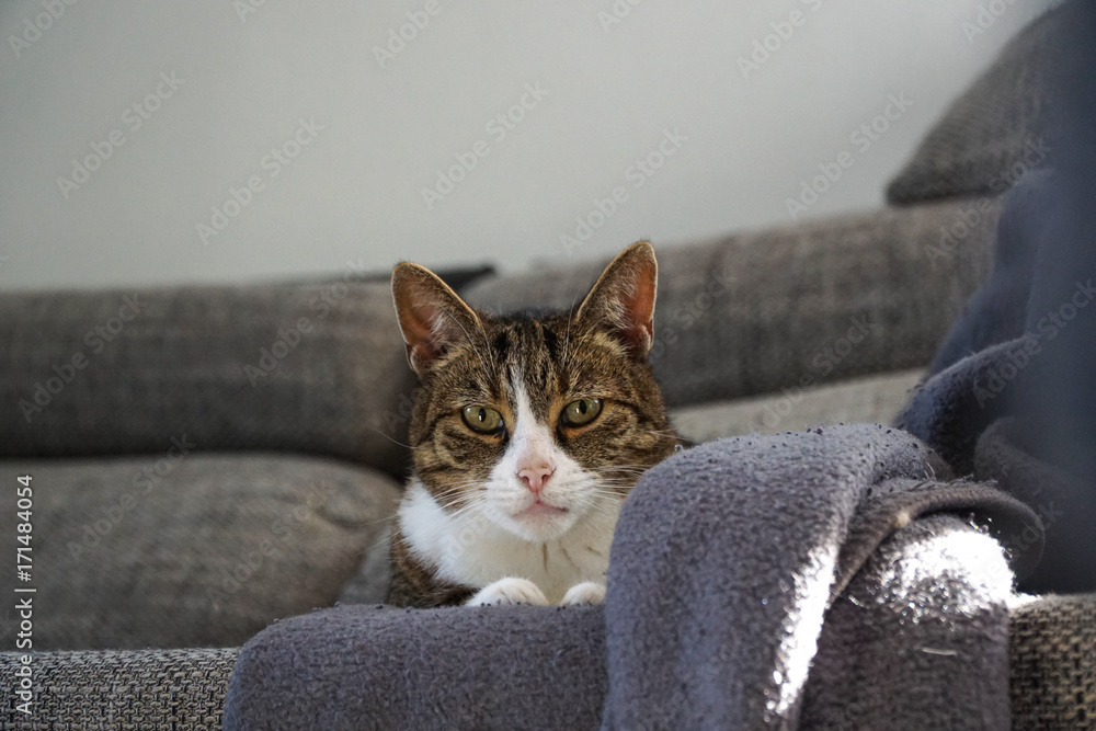 Katze auf Sofa Portrait Stock Photo | Adobe Stock