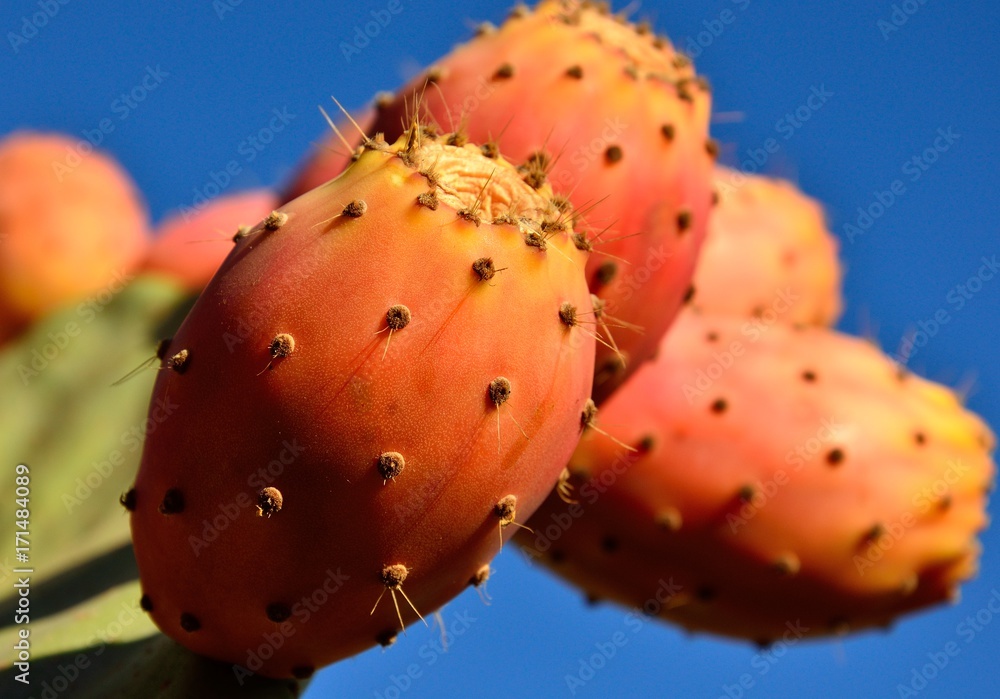 Ripe prickly pears in foreground on the branch Ripe prickly pears in foreground on the branch