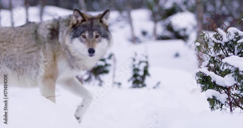 Magnificent wolf at a distance in beautiful winter forest