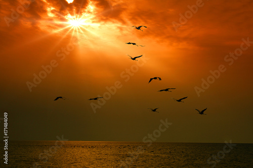 flying birds against the background of the sunset over the sea