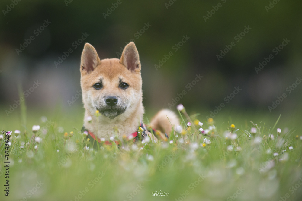 SHIBAINU SHIBAINU