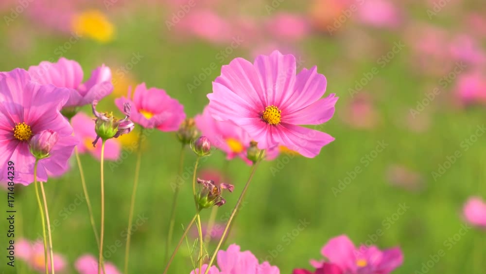 colorful cosmos flowers swaying in the heavy wind colorful cosmos flowers swaying in the heavy wind