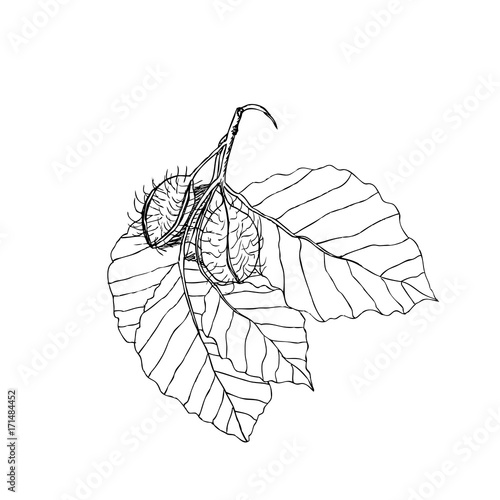 Beech branch with leaves and fruits. Hand drawn botanical vector illustration