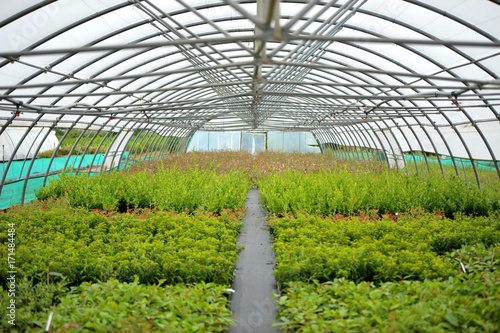 plantes, arbres et plantation de serre pépinière