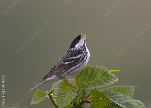 Canvas Print Blackpoll Warbler