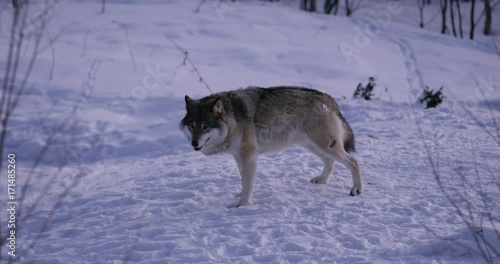 Rivalry in wolf pack a cold winter night in the forest