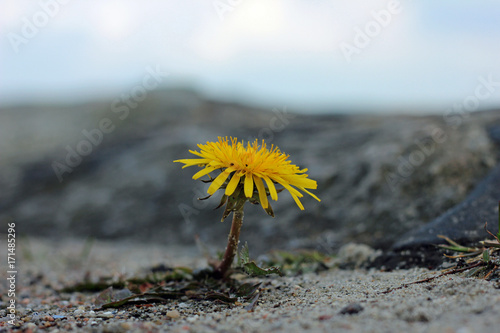 Fototapeta Naklejka Na Ścianę i Meble -  Gewöhnliche Löwenzahn