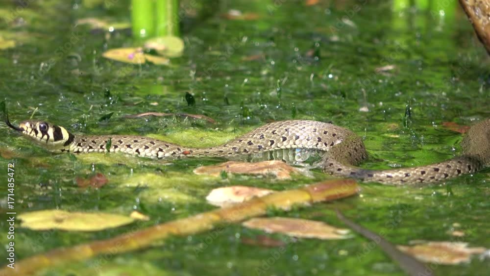 Ringelnatter, Natrix natrix, im Teich, Tierverhalten, Gartenteich