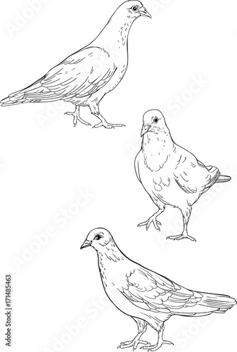 three isolated pigeons. Coloring page.