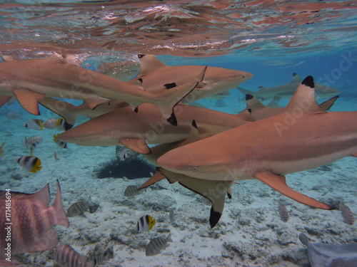 Requins Tahiti Bora Bora photo