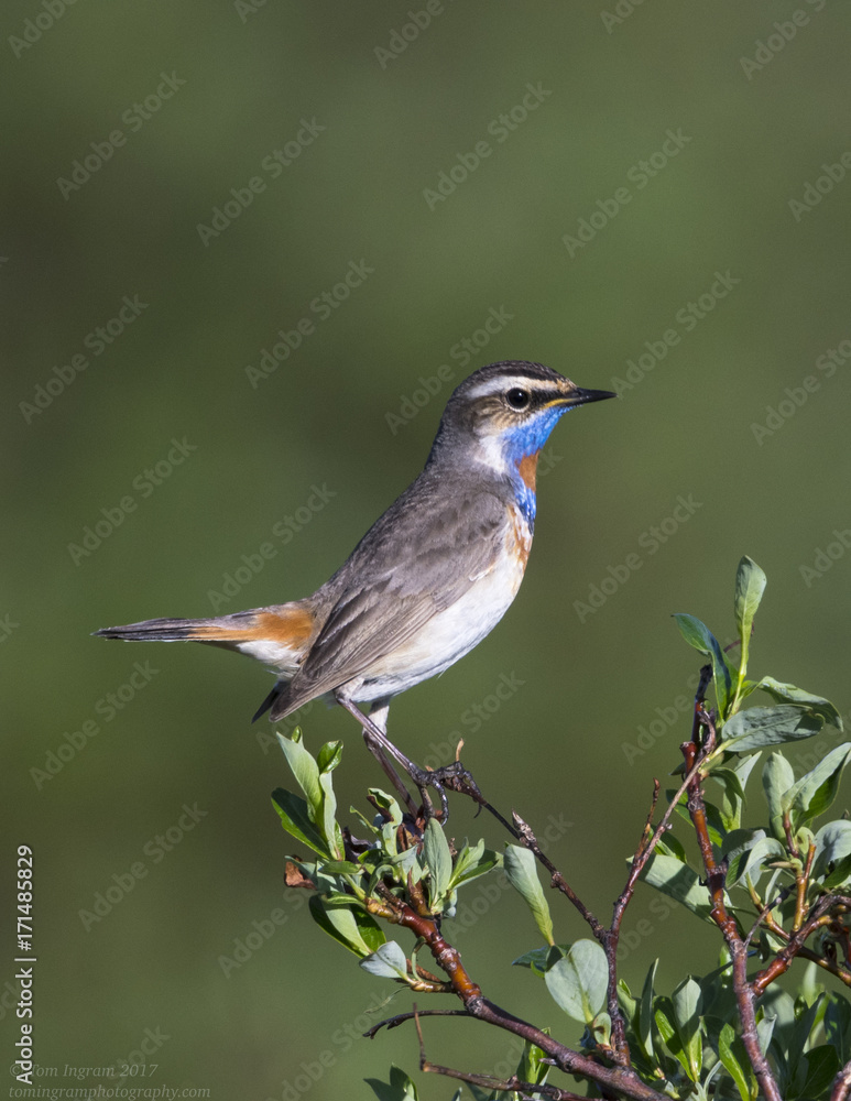 Fototapeta premium Bluethroat