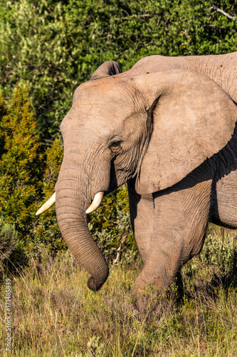 A colour image of an african elephant in the bush in the Eastern Cape game reserves of South Africa