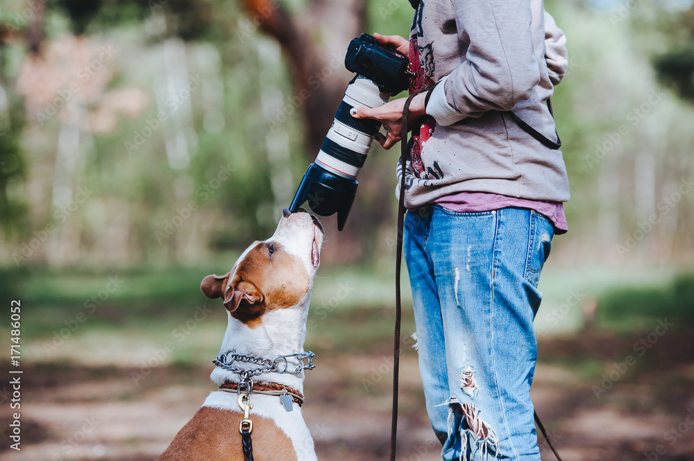 Obraz premium A dog breed American Staffordshire Terrier communicates with a photographer and sniffs the camera lens. Photoshoot of a dog
