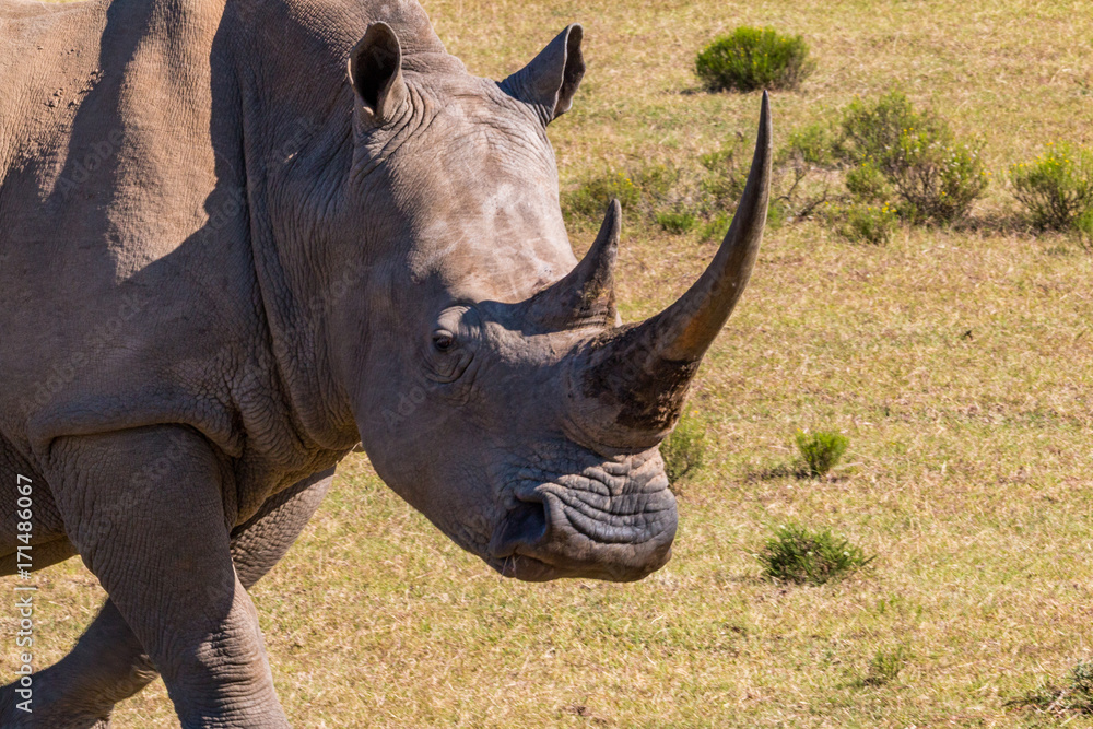 Fototapeta premium A head shot of a white rhino female, with a very large horn, walks across the grass in the Eastern Cape game reserves of South Africa