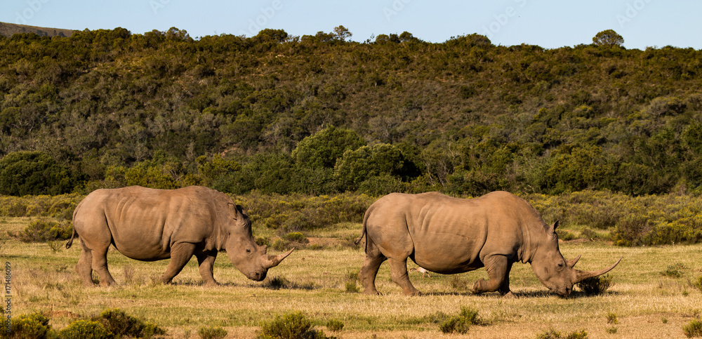 Naklejka premium Two white Rhinos, one with a very large horn cross the open plains of the Eastern Cape game reserves of South Africa, following each other in single file.