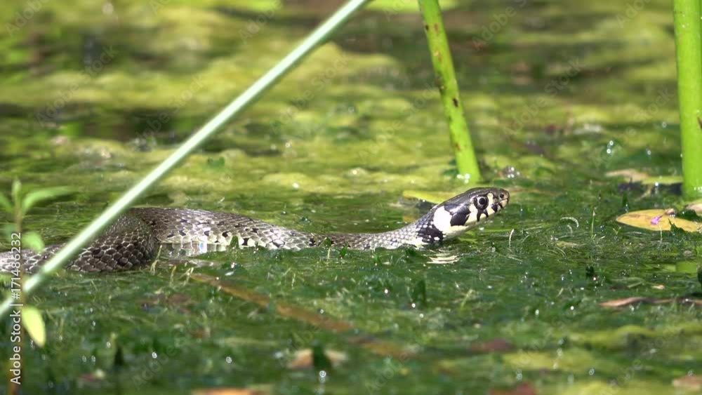Ringelnatter, Natrix natrix, im Teich, Tierverhalten, Gartenteich