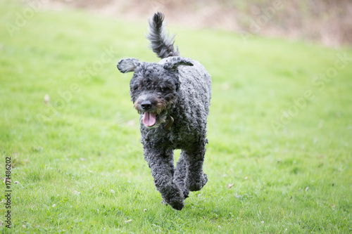 Bouvier running