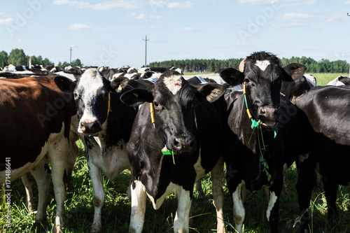 Wallpaper Mural Spotted and black cows in a pasture Torontodigital.ca