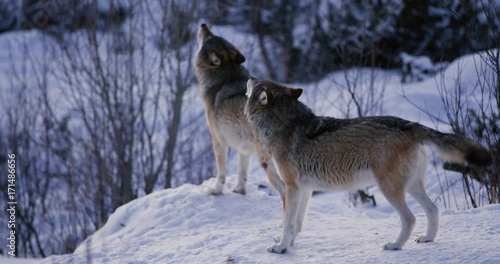 Wolf howling a cold winter night in the forest