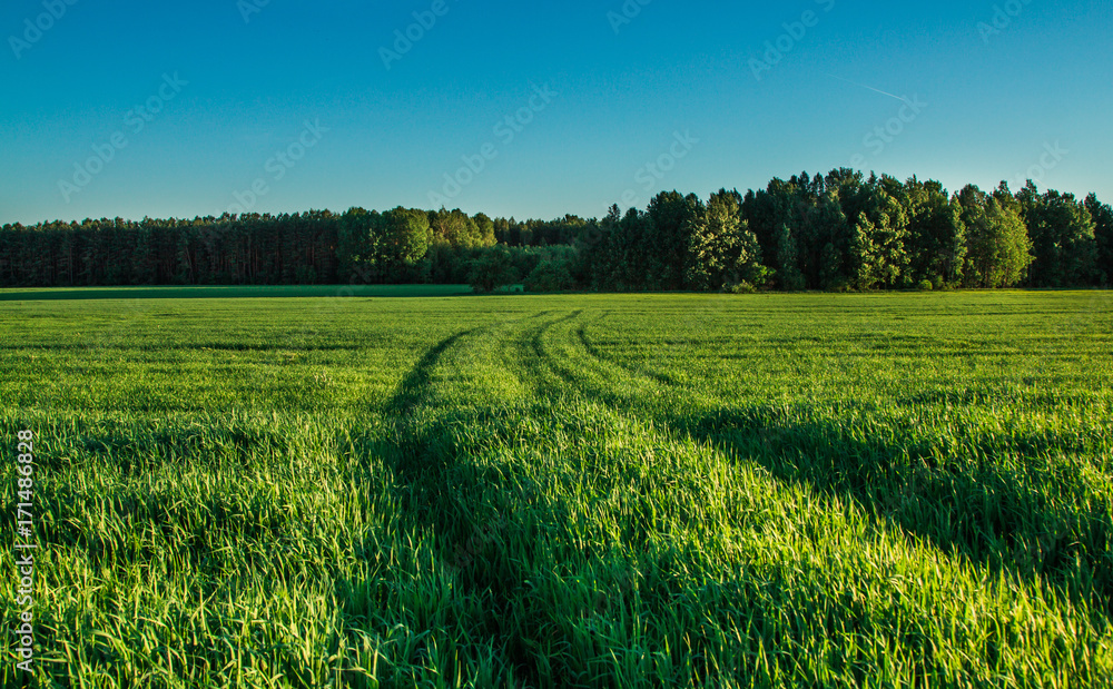 Fototapeta premium Green field at sunset