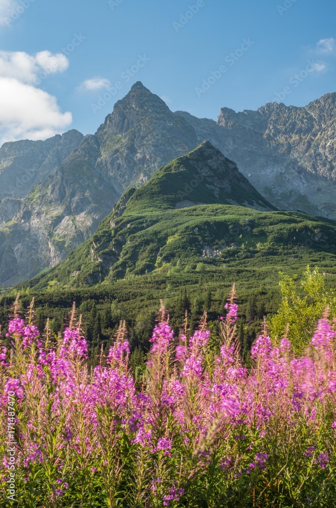 Tatra mountains, Poland landscape, colorful flowers in Gasienicowa valley (Hala Gasienicowa), summer